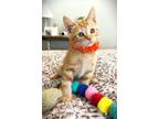 Adopt Ozzy a Orange or Red Tabby Domestic Shorthair / Mixed (short coat) cat in