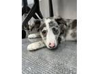 Adopt Chevy a Blue Heeler / Australian Cattle Dog dog in Brooklyn, NY (41530328)