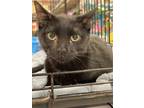 Adopt Kaymon a All Black Domestic Shorthair / Mixed (short coat) cat in Panama