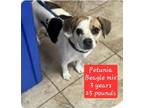 Adopt Petunia a White - with Black Beagle dog in Osgood, IN (41530283)