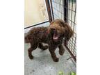 Adopt Darla a Brown/Chocolate Goldendoodle dog in Osgood, IN (41484152)