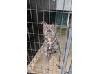 Adopt Nevaeh a Gray/Silver/Salt & Pepper - with Black Pit Bull Terrier / Mixed