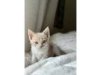 Adopt Bagel a Orange or Red Domestic Shorthair cat in Tampa, FL (41484149)