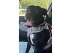 Adopt Katie a Black - with White Labrador Retriever dog in Tampa, FL (41530278)