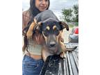 Adopt Coco SC a Shepherd (Unknown Type) / Blue Heeler dog in San Angelo