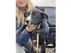 Adopt Oreo SC a Shepherd (Unknown Type) / Blue Heeler dog in San Angelo