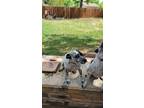 Adopt Dax SC a Blue Heeler / Mixed dog in San Angelo, TX (41501866)