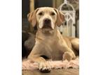 Adopt DAVE a Tan/Yellow/Fawn Labrador Retriever dog in Rochester, IN (41530259)