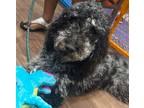 Adopt George a Black - with Gray or Silver Poodle (Standard) / Golden Retriever
