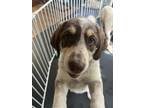 Adopt Pearl a Brown/Chocolate - with White Great Pyrenees / Bloodhound dog in