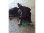 Adopt Riva a Mixed Breed (Medium) / Mixed dog in Amherst, NY (41530248)