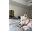 Adopt Brie a White - with Tan, Yellow or Fawn Mixed Breed (Medium) / Mixed dog