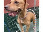 Adopt La La a Tan/Yellow/Fawn Mixed Breed (Medium) / Mixed dog in New York