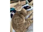 Adopt Dove a Spotted Tabby/Leopard Spotted American Shorthair cat in Frankfort