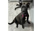 Adopt Estrella a Black Pit Bull Terrier dog in Yucaipa, CA (41530083)