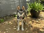Adopt Coats a Black Husky dog in Yucaipa, CA (41530082)