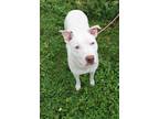 Adopt Opal a White Boxer / American Pit Bull Terrier dog in Evansville