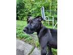Adopt Carlton a Black - with White Mixed Breed (Medium) dog in Evansville