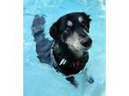 Adopt Herman a Black - with White Hovawart dog in Orlando, FL (41530305)