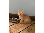 Adopt Russ a Orange or Red Tabby Domestic Shorthair cat in Breinigsville