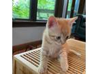 Adopt Ollie a Orange or Red Tabby Domestic Shorthair cat in Breinigsville