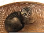 Adopt Barney a Gray, Blue or Silver Tabby Domestic Shorthair (long coat) cat in