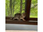 Adopt Pickles a Gray, Blue or Silver Tabby Domestic Shorthair cat in