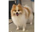 Adopt Vinny a Pomeranian / Mixed dog in Mandan, ND (41530295)