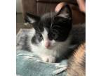 Adopt Cujo a Domestic Mediumhair / Mixed (long coat) cat in Warner Robins