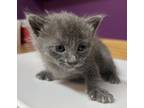 Adopt Cilantro a Gray or Blue Domestic Mediumhair (long coat) cat in Jamestown
