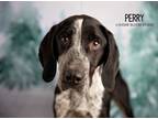 Adopt Perry a Black - with Gray or Silver German Shorthaired Pointer / Bluetick