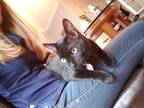 Adopt Leo a All Black American Shorthair / Mixed (medium coat) cat in