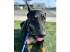 Adopt Philippe-Foster or Adopt Me! a Doberman Pinscher / Mixed dog in Lake