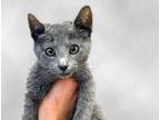 Adopt Leo a Gray or Blue Domestic Shorthair cat in Wildomar, CA (41528085)