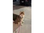 Adopt Aurora a Tan/Yellow/Fawn - with White Husky / Mixed dog in Wake Forest