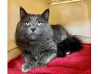 Adopt Heinz a Domestic Mediumhair / Mixed cat in Sechelt, BC (41497446)