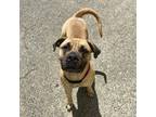 Adopt Jolena a Bullmastiff / Mixed dog in West Vancouver, BC (41498341)