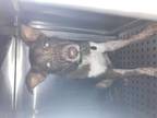 Adopt KAI a Brown/Chocolate - with White Mixed Breed (Medium) / Mixed dog in
