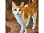 Adopt Lucky a Orange or Red Tabby Domestic Shorthair (short coat) cat in SAN