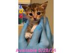 Adopt Cat Condo #16 a Domestic Shorthair / Mixed (short coat) cat in Greenville