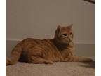 Adopt Sunny a Orange or Red Domestic Shorthair / Mixed (short coat) cat in