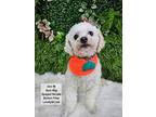 Adopt ANNE a White Bichon Frise / Mixed dog in Agoura Hills, CA (41529878)