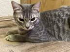 Adopt Ford a Gray or Blue Domestic Shorthair / Mixed (short coat) cat in
