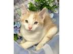 Adopt 4/14/24 - Wellington a Domestic Shorthair / Mixed (short coat) cat in