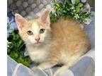 Adopt 4/14/24 - Horatio a Domestic Shorthair / Mixed (short coat) cat in