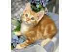 Adopt 4/14/24 - Elba a Domestic Shorthair / Mixed (short coat) cat in