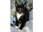 Adopt 4/14/24 - Helena a Domestic Shorthair / Mixed (short coat) cat in