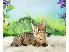 Adopt Tortellini a Brown Tabby Domestic Shorthair (short coat) cat in