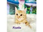Adopt Risotto a Orange or Red Tabby Domestic Shorthair (short coat) cat in
