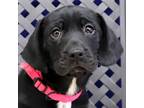 Adopt Brave a Basset Hound / Labrador Retriever / Mixed dog in Midland